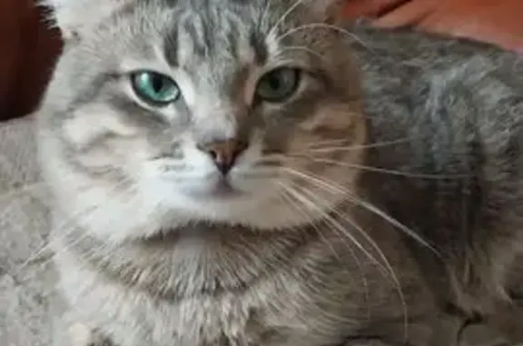 Пропала кошка, Дарьино, МО