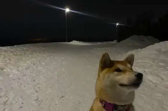 Собаки потеряшки, , фото: Потеряшка собака, Немчиново, Зворыкина 14 к1