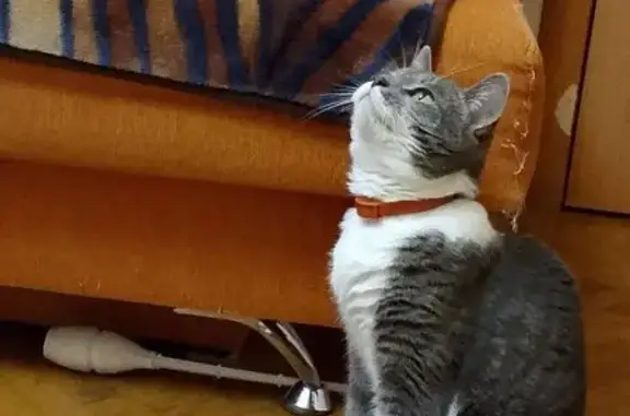 Пропала кошка, Еловая Аллея, 67