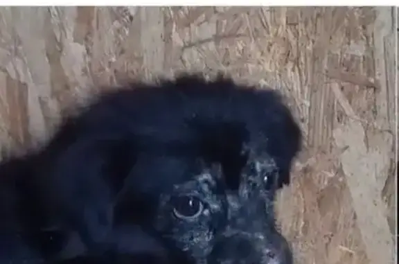 Пропала собака, 3-я Карачаровская, Москва