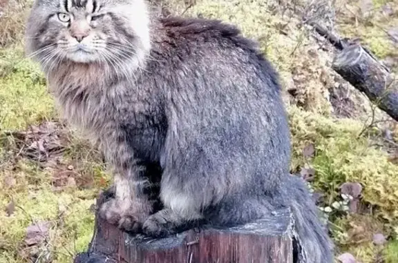 Кошки потеряшки, Борское, фото: Потеряшка кошка, Борское, Ленобласть