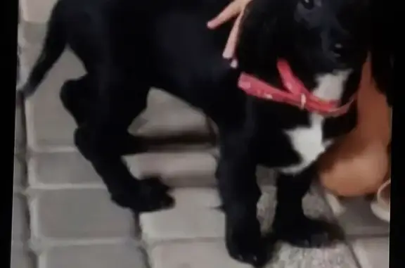 Собака найдена у Магнита, Мировая Коммуна 5