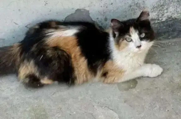 Кошки потеряшки, , фото: Потеряшка кошка, Комсомольская ул., Садовый