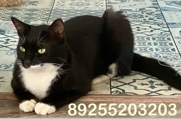 Пропала кошка, Центральная ул., 130