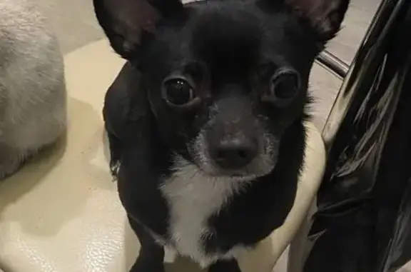 Пропала собака, Октябрьская 3А, Ялга