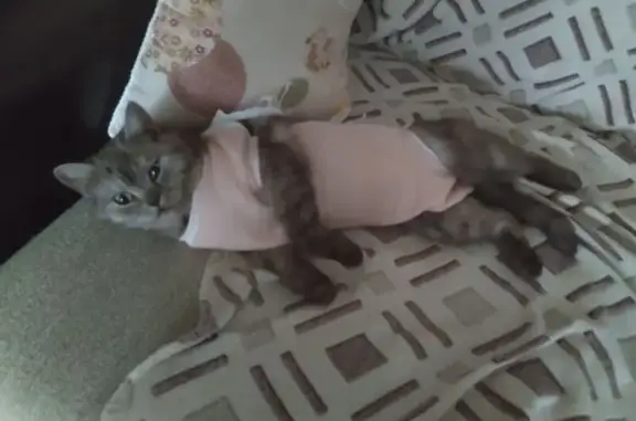 Пропала кошка, пр. Врача Сурова, Ульяновск