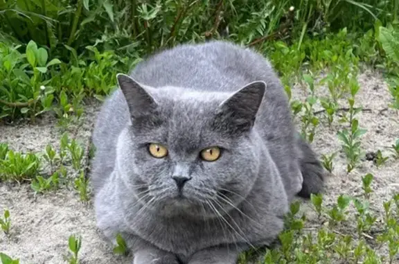 Кошки потеряшки, 1-я Моква, фото: Потеряшка кошка, Школьная ул., 1-я Моква