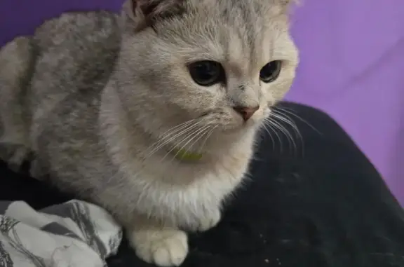 Найдена кошка, Москва, фото: Найдена кошка, Красная дорожка, Москва