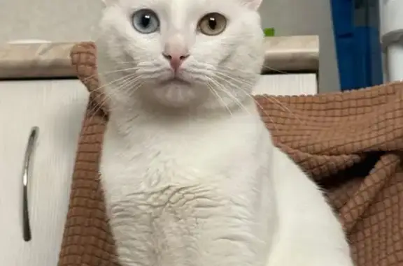 Пропала кошка, ул. Гарифьянова 25, Казань