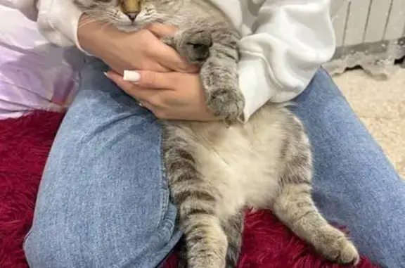 Кошки потеряшки, Курган, фото: Потеряшка кошка в мкр. Глинки, Курган