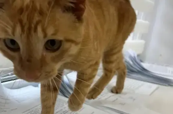 Рыжий кот найден на 3-й Гарнизонной, Владивосток
