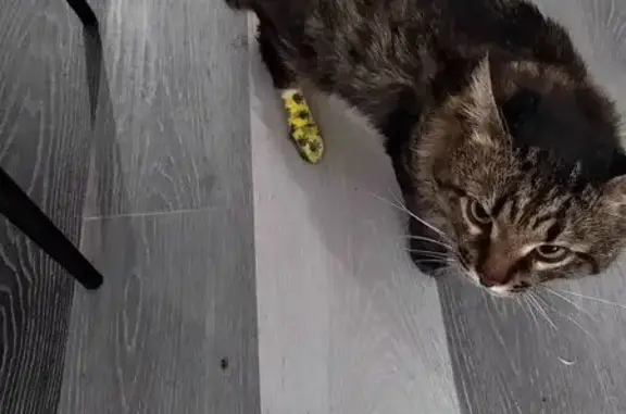 Кошки потеряшки, , фото: Потеряшка кошка, Нягань, ХМАО-Югра