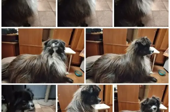 Найдена собака, Тула, фото: Собака найдена: ул. Макаренко, 13, Тула