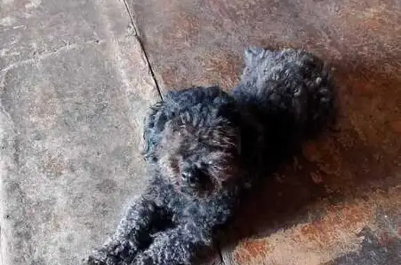 Собаки потеряшки, Невель, фото: Потеряшка собака, Невель, 1-й пер. Ленкоммуны, 3