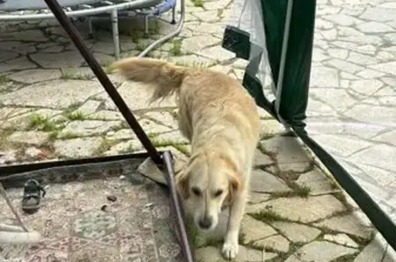 Собаки потеряшки, Копейск, фото: Потеряшка собака, 2-й Дачный пер., 5, Копейск