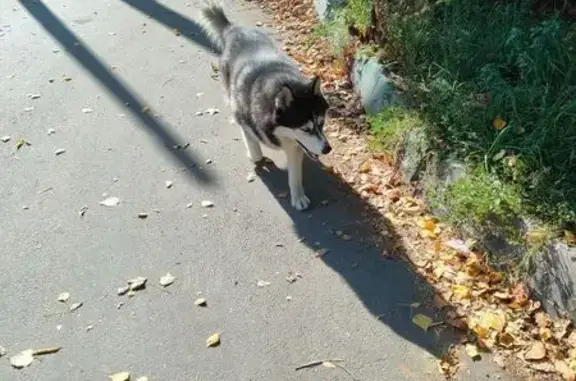 Найдена собака, Нижний Новгород, фото: Хаски найдена: Автомеханическая 22А, НН