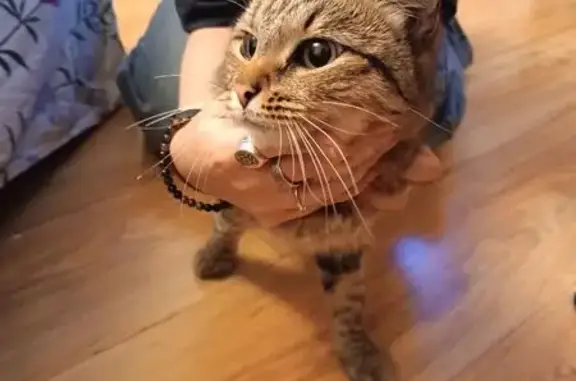 Найдена кошка, Зеленоград, фото: Кошка найдена: ул. Каменка, к1522, ЗелАО