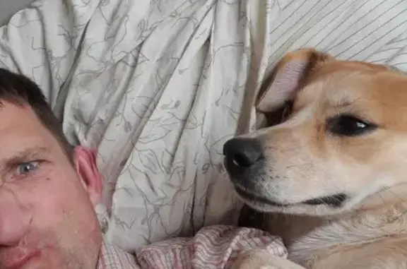 Собаки потеряшки, Петрозаводск, фото: Потеряшка собака, Скандинавский пр., Петрозаводск