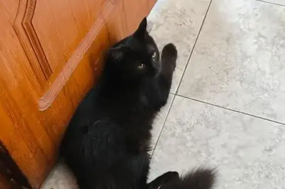 Кошки потеряшки, Пятигорск, фото: Потеряшка кошка, Огородная 27, Пятигорск