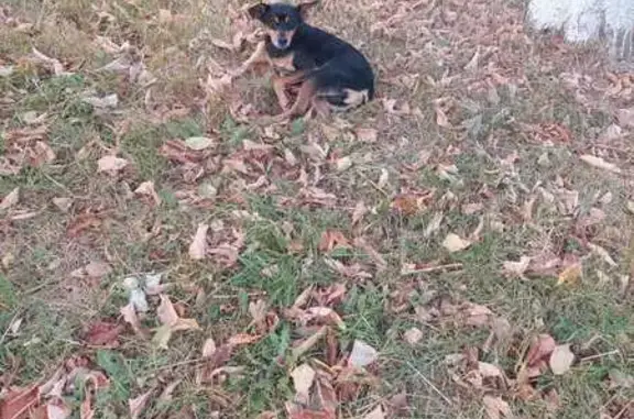 Найдена собака, Тверь, фото: Сбита собака: пр. Победы, Тверь