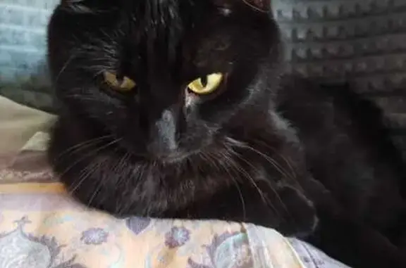 Пропала кошка, пр. Металлургов, Красноярск