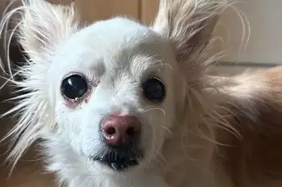 Найдена собака у Сбербанка, ул. Мира, 71