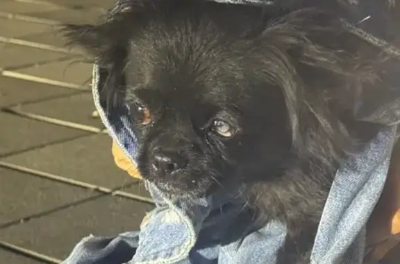Найдена собака, Приморско-Ахтарск, фото: Найдена собака, Приморско-Ахтарск, Добровольная