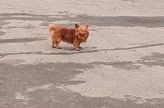 Найдена собака, Кемерово, фото: Собака найдена на Аллейной ул., Кемерово