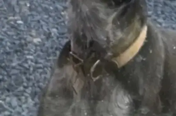 Пропала собака, ул. Ленина, 177