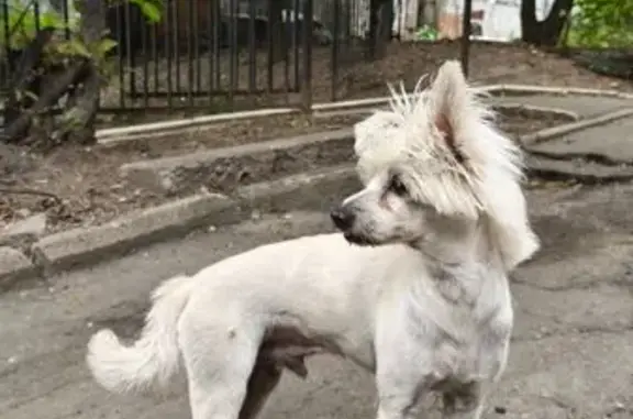 Собака найдена: Калинина 10, Хабаровск