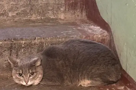 Кошка найдена, Новая Заря 4, Красноярск