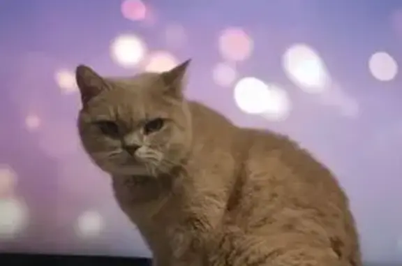 Кошки потеряшки, , фото: Потеряшка кошка, Полярный пер., 2, Орёл