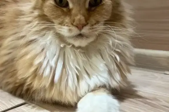 Кошки потеряшки, Шарыпово, фото: Потеряшка кошка, Центр. пр., 17, Шарыпово