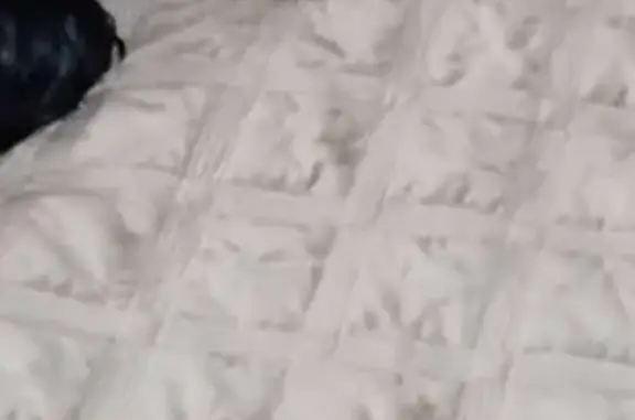 Собаки потеряшки, Челябинск, фото: Потеряшка собака, Зерновая ул. 9, Челябинск