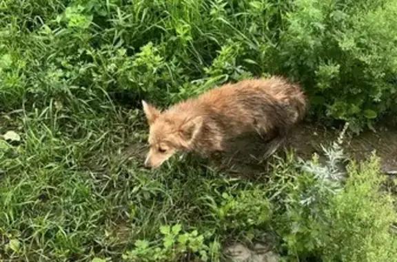 Найденные животные Саяногорск, фото: Найдена собака, Преображенская ул., Саяногорск
