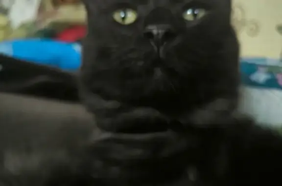 Пропала кошка Роня, ул. Мира 24, Барнаул