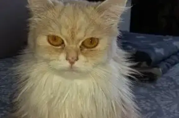 Кошки потеряшки, Томск, фото: Потеряшка кошка, Томск, ул. Большая Подгорная 151