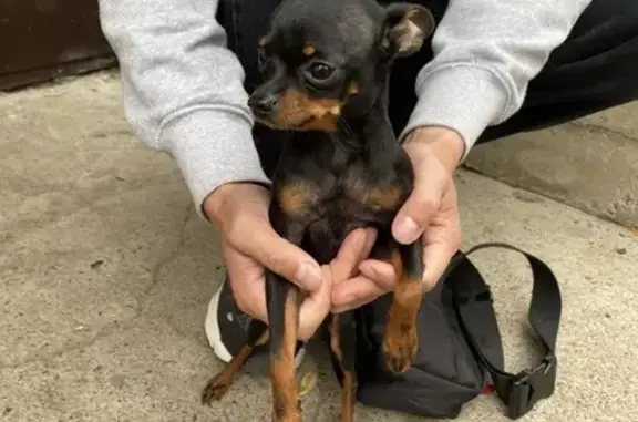 Объявления о пропавших и найденных животных, Железногорск, фото: Найдена собака, ул. Маяковского 19, Железногорск