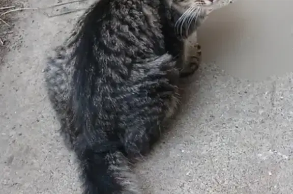 Найдена кошка, Тюмень, фото: Кошка найдена на Транспортной, 109, Тюмень