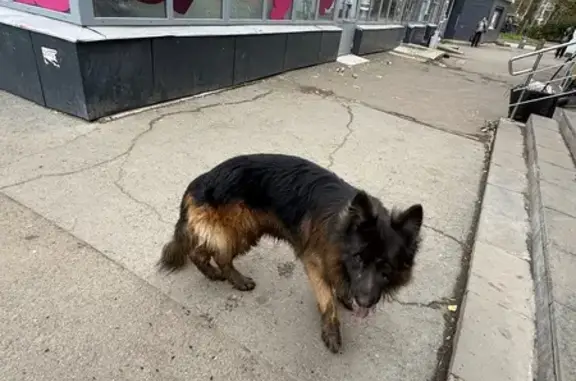 Собака найдена, Буммашевская 92В, Ижевск