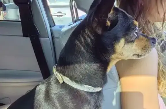 Собака найдена на ул. Чайковского, Челябинск