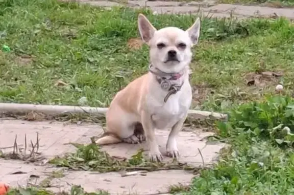 Пропала собака, Октябрьская 71, Степурино