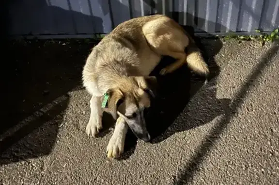 Найдена собака, Ижевск, фото: Найдена собака, ул. Берша, Ижевск