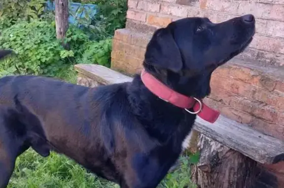 Найдена собака в Старобелицком, Курск