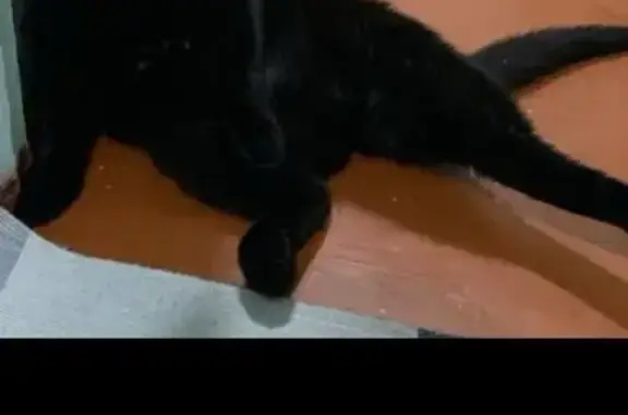 Кошки потеряшки, Абакан, фото: Потеряшка чёрная кошка, Щетинкина 69