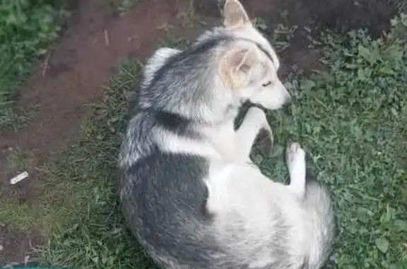 Пропала собака в МО, хаски, шлейка