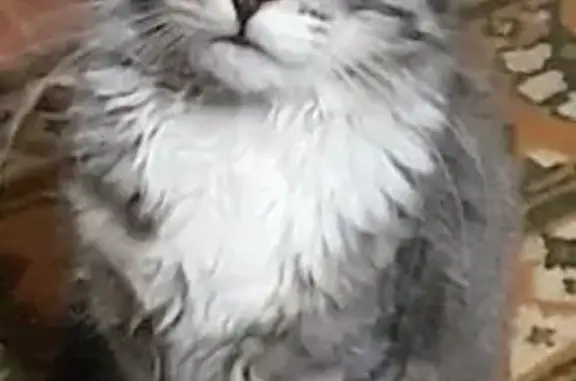 Пропала кошка, Спортивная 4, Майкоп