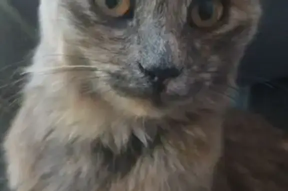 Кошки потеряшки, Рязань, фото: Потеряшка кошка, ул. Урицкого 21, Рязань