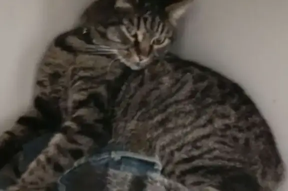 Пропала кошка на ул. Красных Маршалов