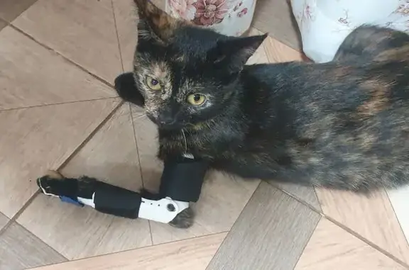 Кошки потеряшки, Альметьевск, фото: Потеряшка кошка, ул. Садри Максуди, 4